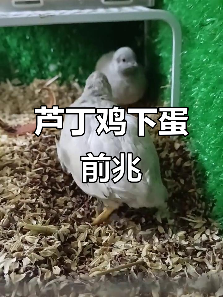 芦丁鸡下蛋前的奇特征兆,母鸡焦躁不安准备产卵