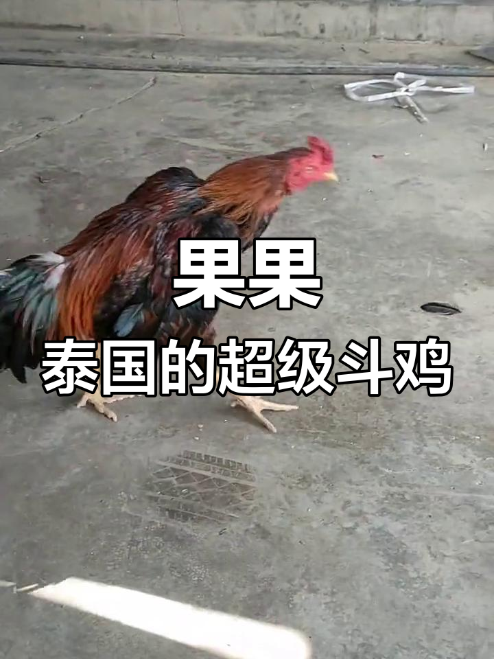 泰国最昂贵斗鸡果果介绍