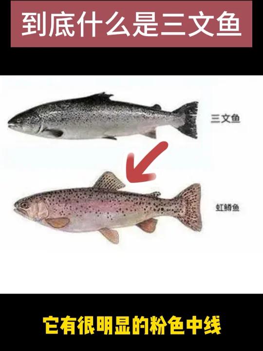 新疆海鲜虹鳟叫三文鱼对不对?到底什么