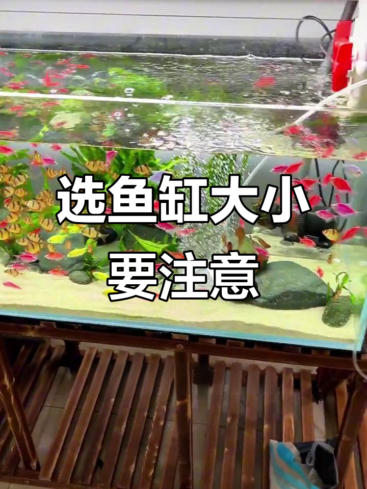 新手养鱼必看：如何选择合适的鱼缸尺寸？