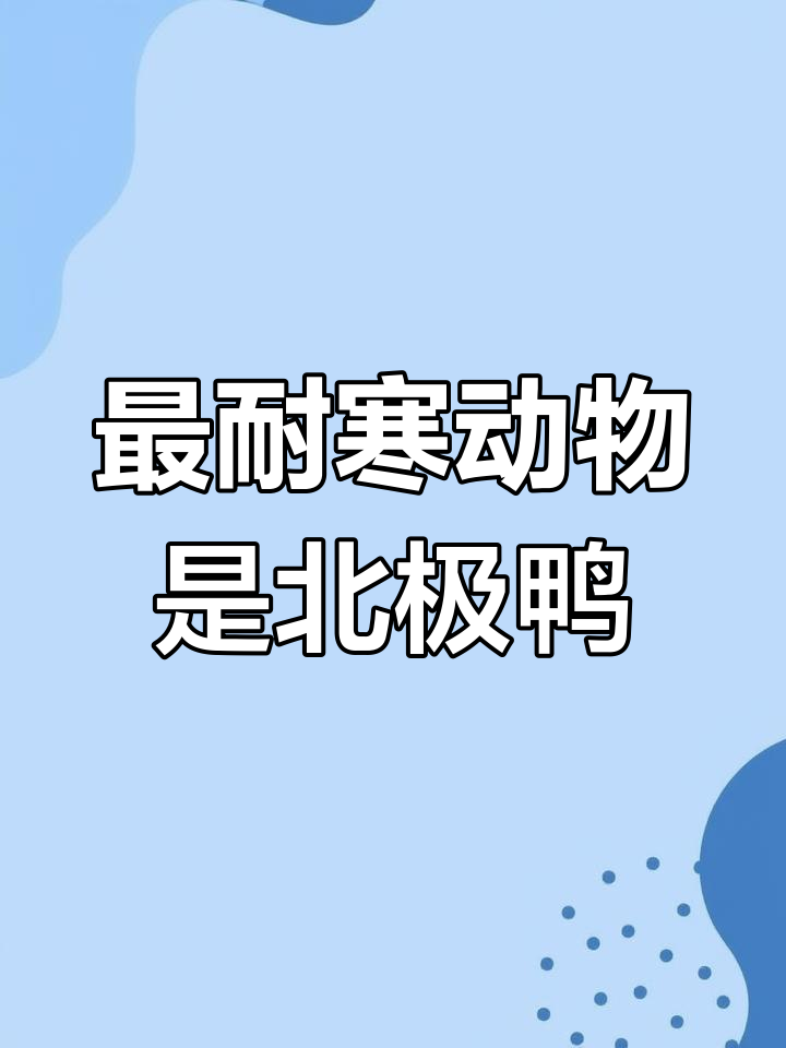 北极鸭比熊更耐寒,能抗零下110度低温