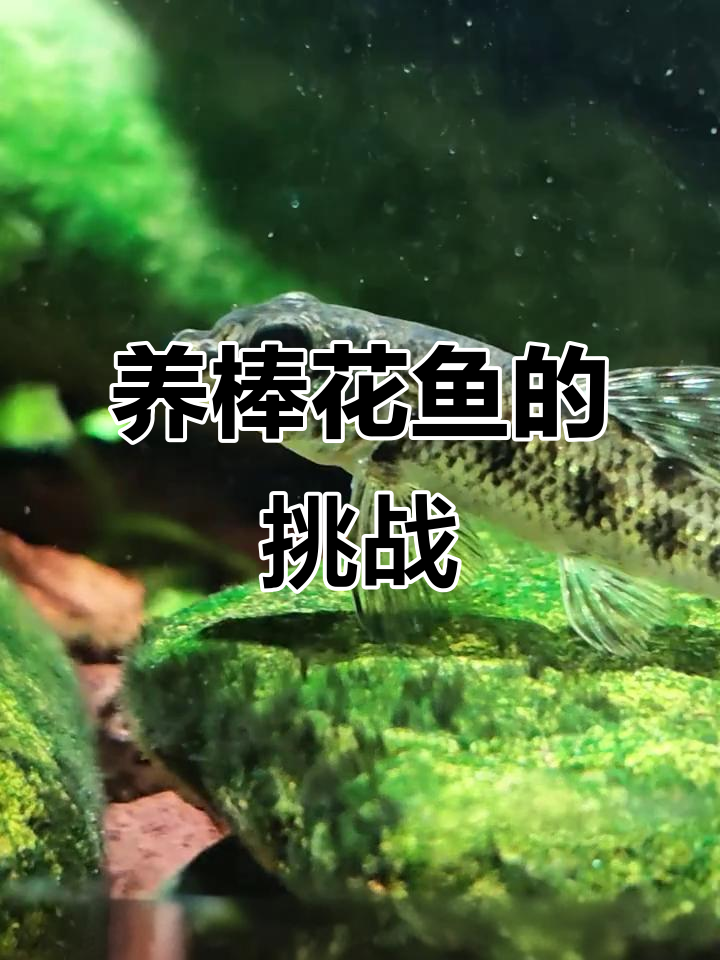 棒花鱼消瘦不堪,养它真不容易!