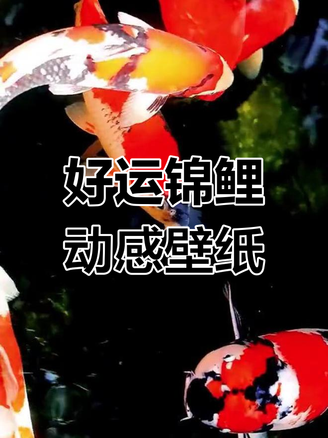 锦鲤鱼池带来好运，动态壁纸治愈心灵