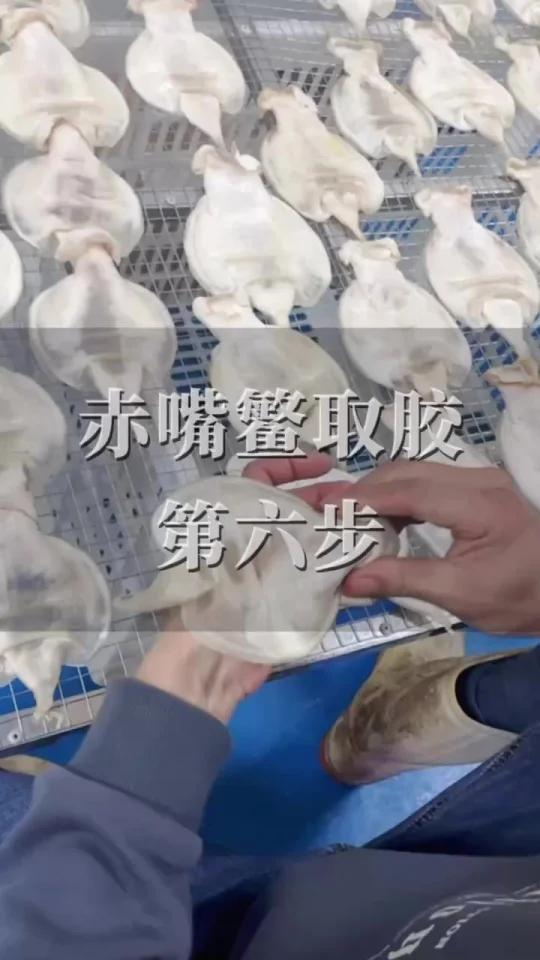 赤嘴鳘鱼胶加工第六步