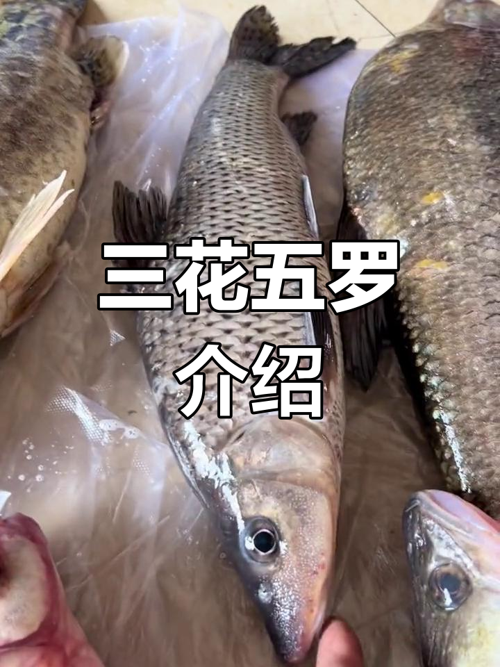 乌苏里江三花五罗全解析