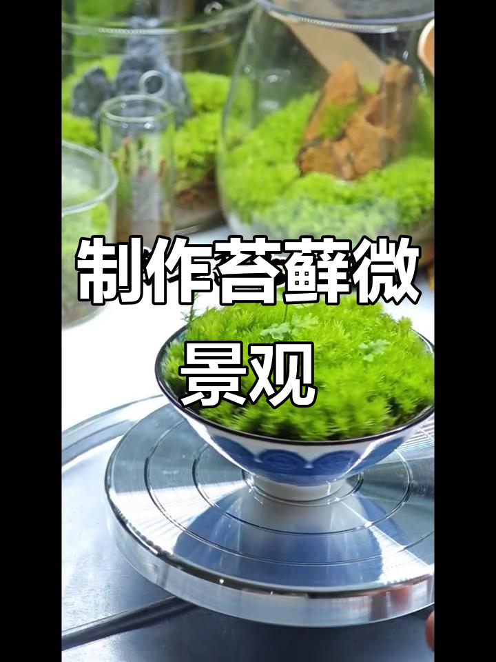 用270天打造茶杯苔藓微景观,简单步骤教你做