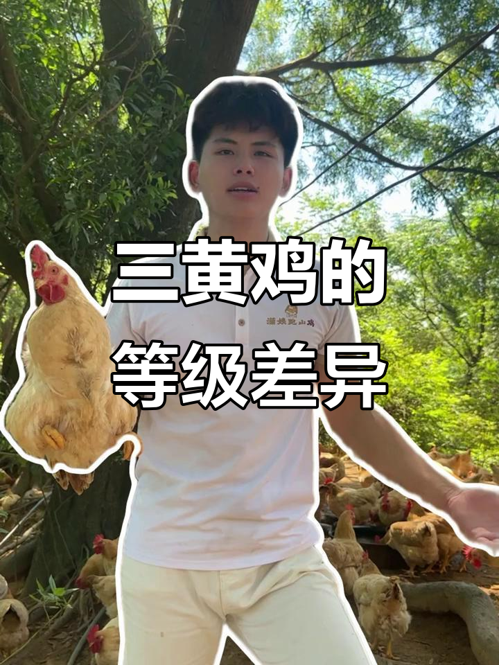 信宜三黄鸡也分等级,不同品种口感大揭秘