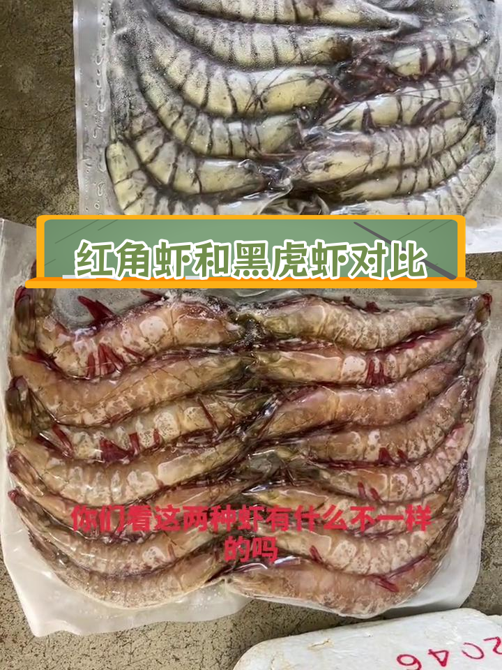 野生红角虾与养殖黑虎虾的区别