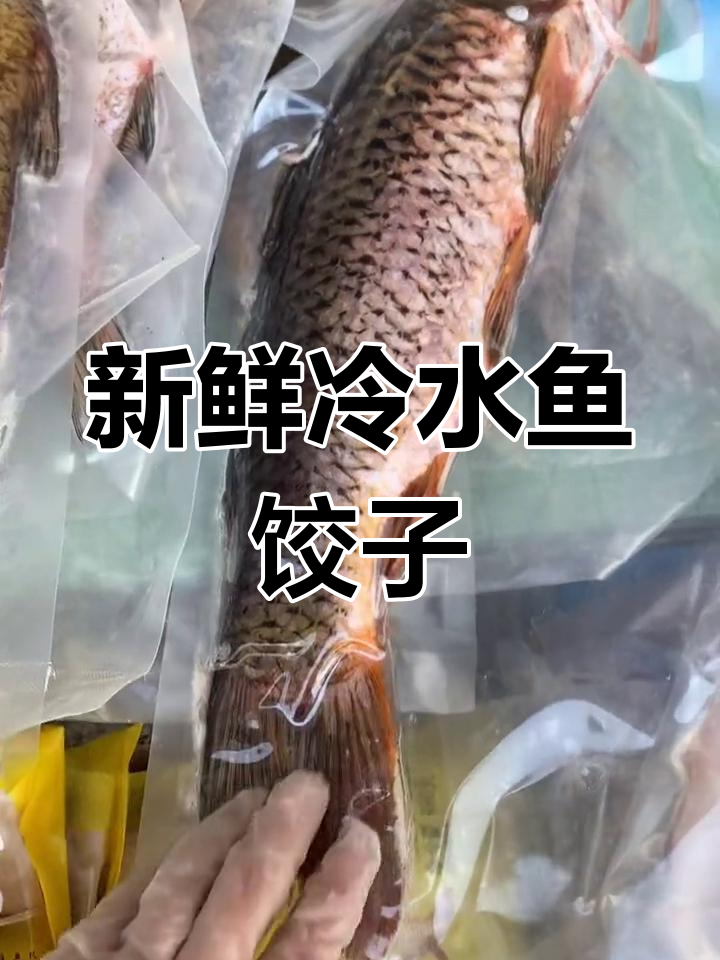 阿勒泰乌伦古湖冷水鱼,鲜美水饺与野生鲤鱼