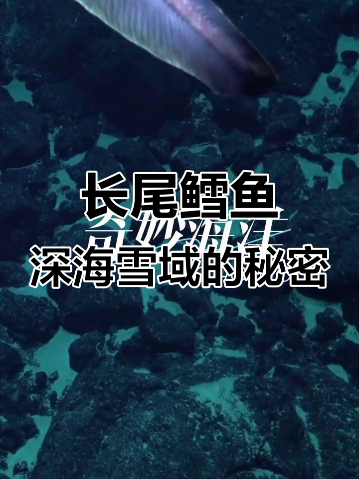 深海神秘使者:长尾鳕鱼的独特感官与捕食技巧