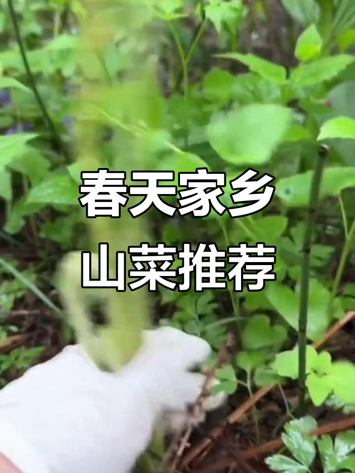 广东家乡味:春季山菜大赏,清炒黄瓜香与猴子腿儿最受欢迎