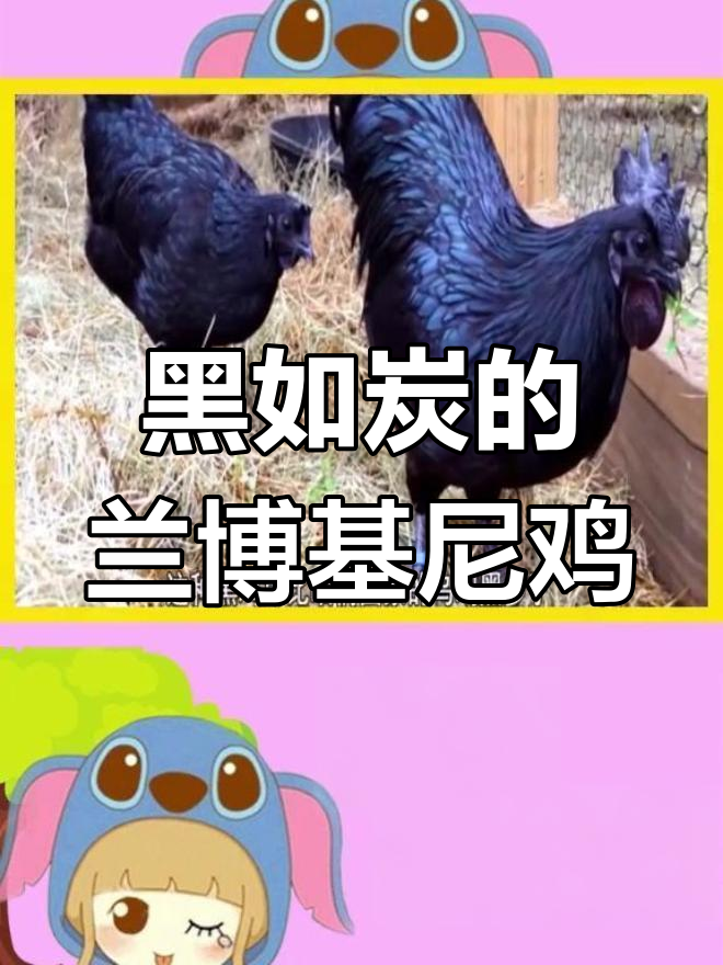 印尼“兰博基尼”黑鸡,价格惊人!