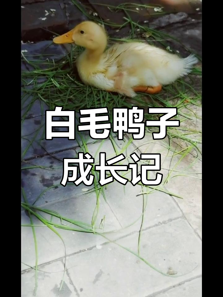 宠物鸭开始长白毛,体型变大