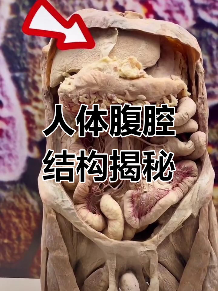 真实人体腹腔解剖,肝脏、结肠一览无余