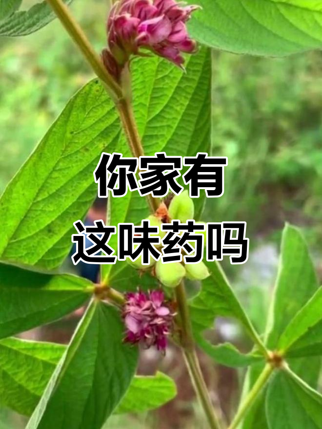 你的家乡有这种神奇植物吗?它竟是珍贵药材!