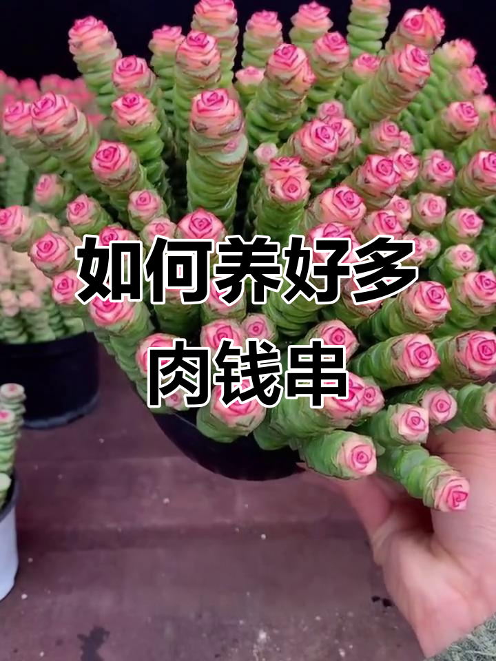 钱串多肉养护全攻略:轻松上手,爆盆秘诀大揭秘