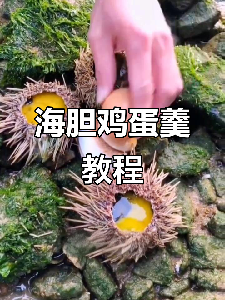 冷天必备!海胆鸡蛋羹做法大揭秘,赶海人教你做美味海鲜