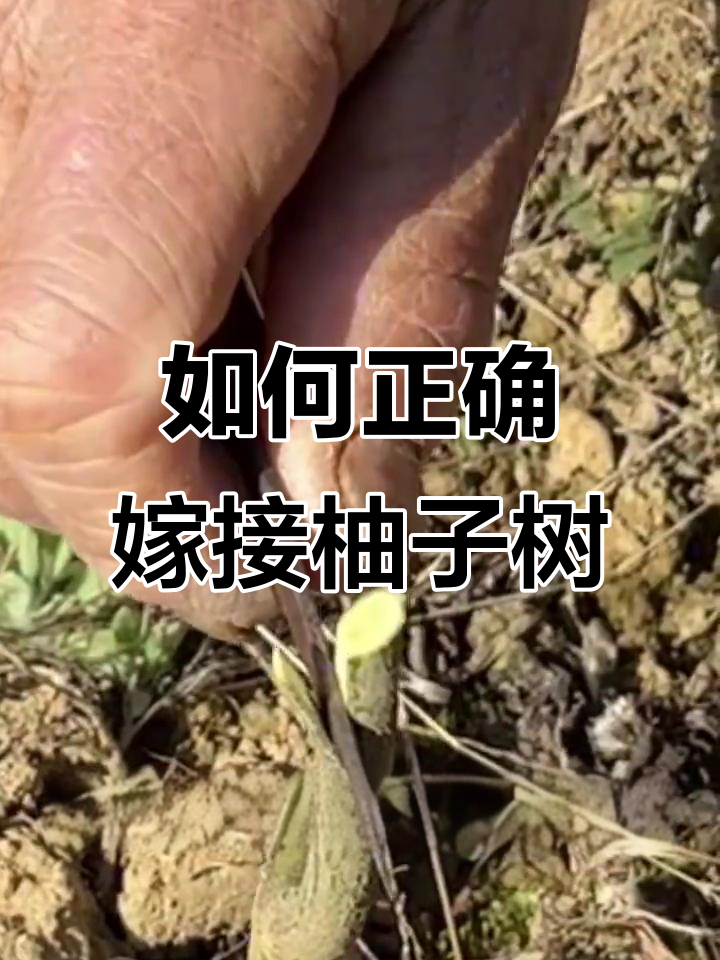 柚子树嫁接技巧,轻松学会!