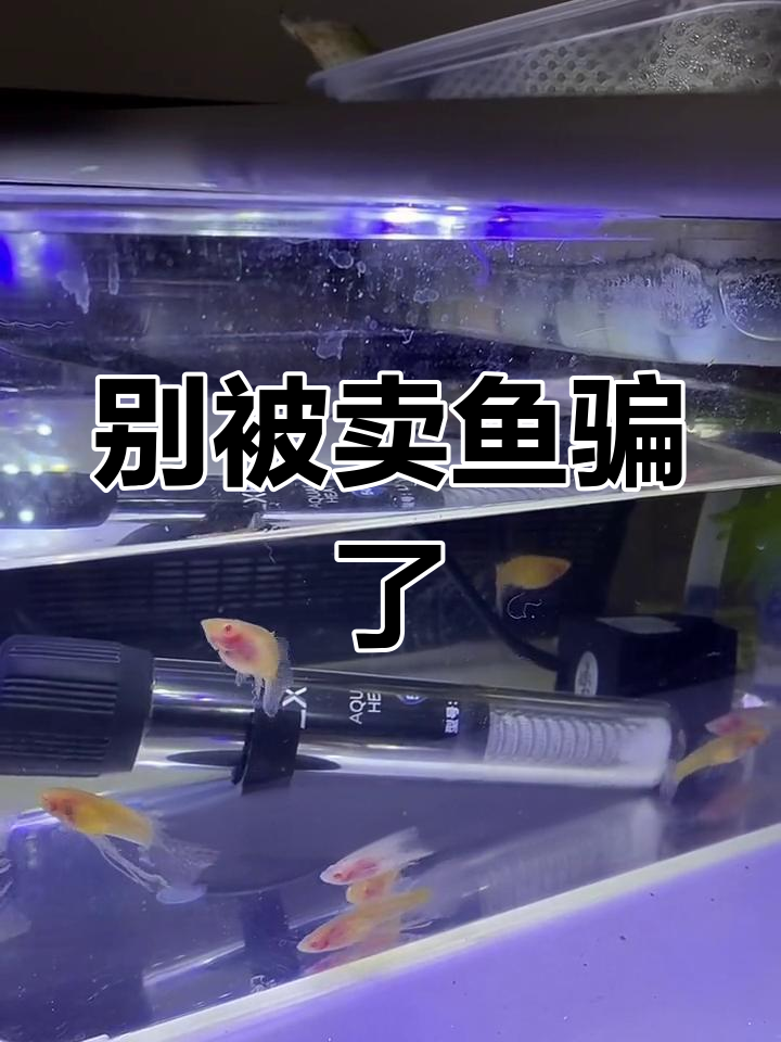 买鱼被骗,科普揭秘长须公鱼的真相