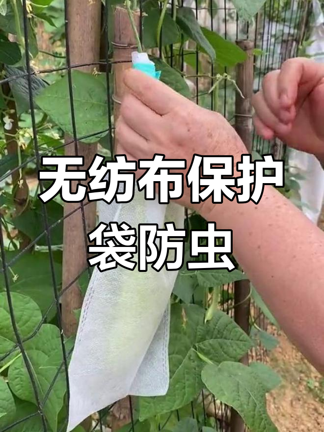 蔬菜瓜果防虫害,无纺布套袋轻松搞定