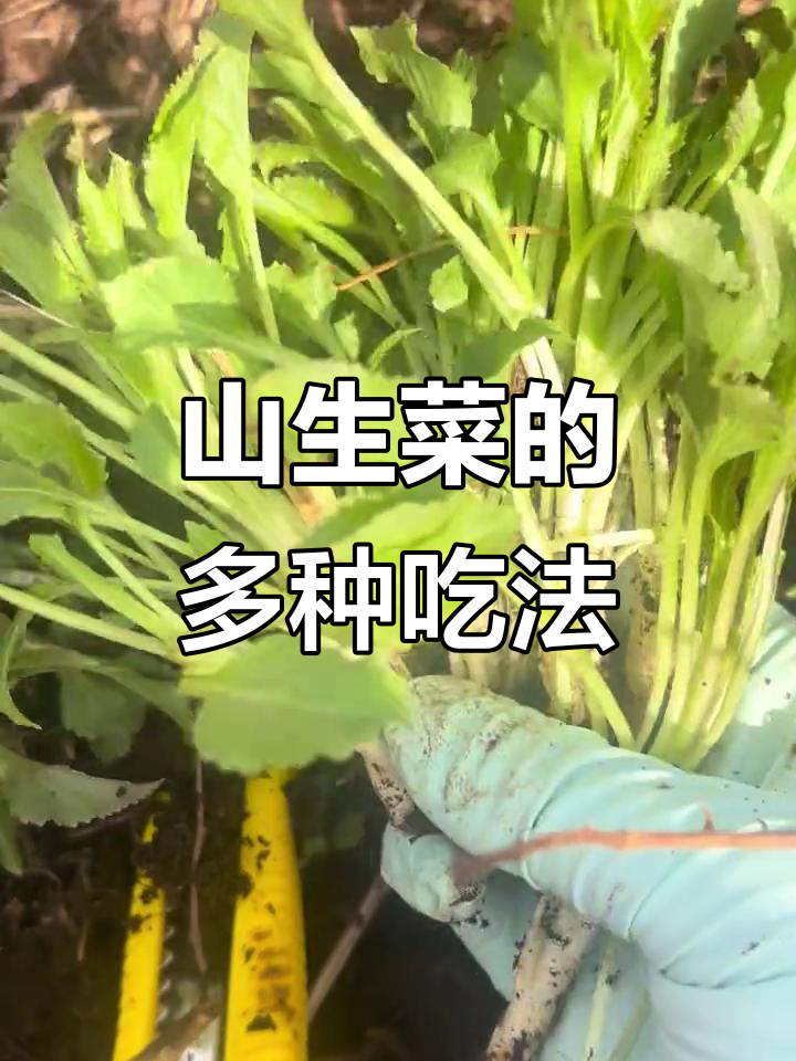 山生菜吃法多样,蘸酱最简单,包饺子汤丸皆可