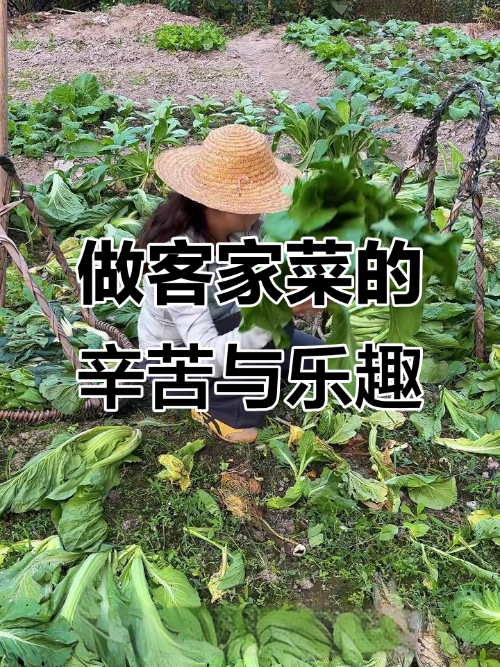 客家菜干香背后的故事:从摘菜到烤番薯的忙碌日常