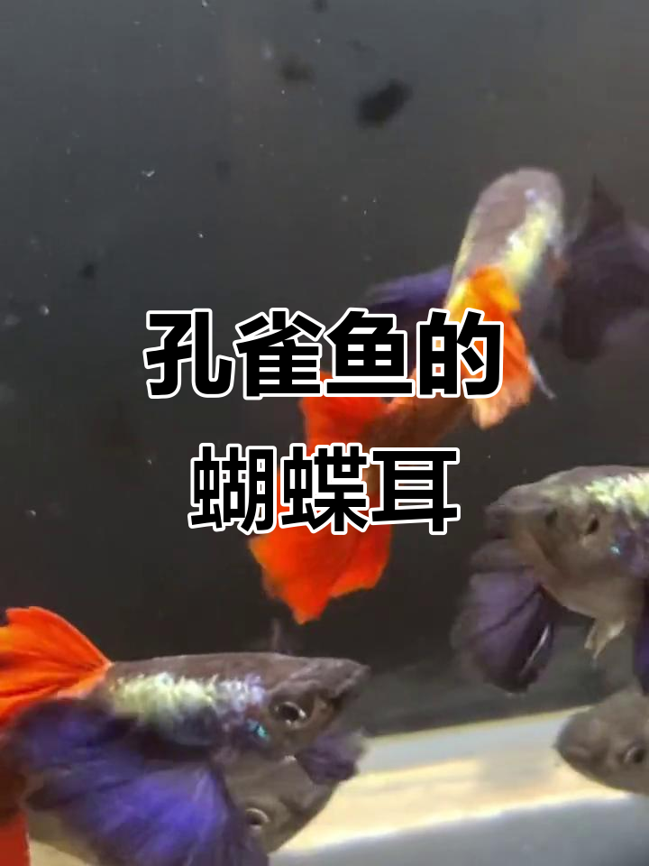 这只孔雀鱼的大耳朵像蝴蝶，太可爱了！