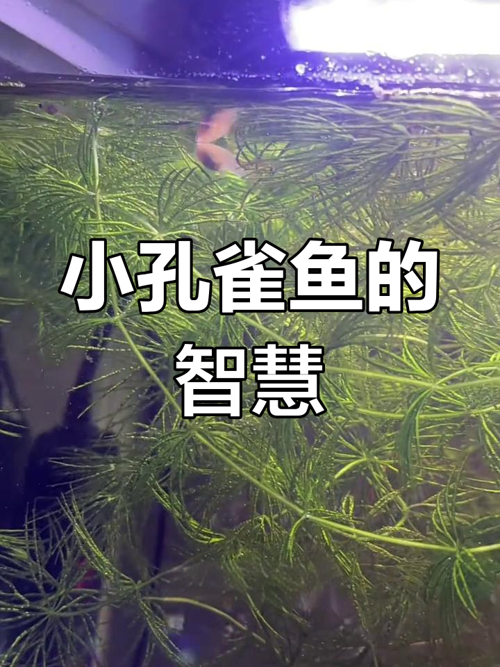 斑马鱼产卵落空,孔雀鱼巧妙藏水草中避大鱼追捕