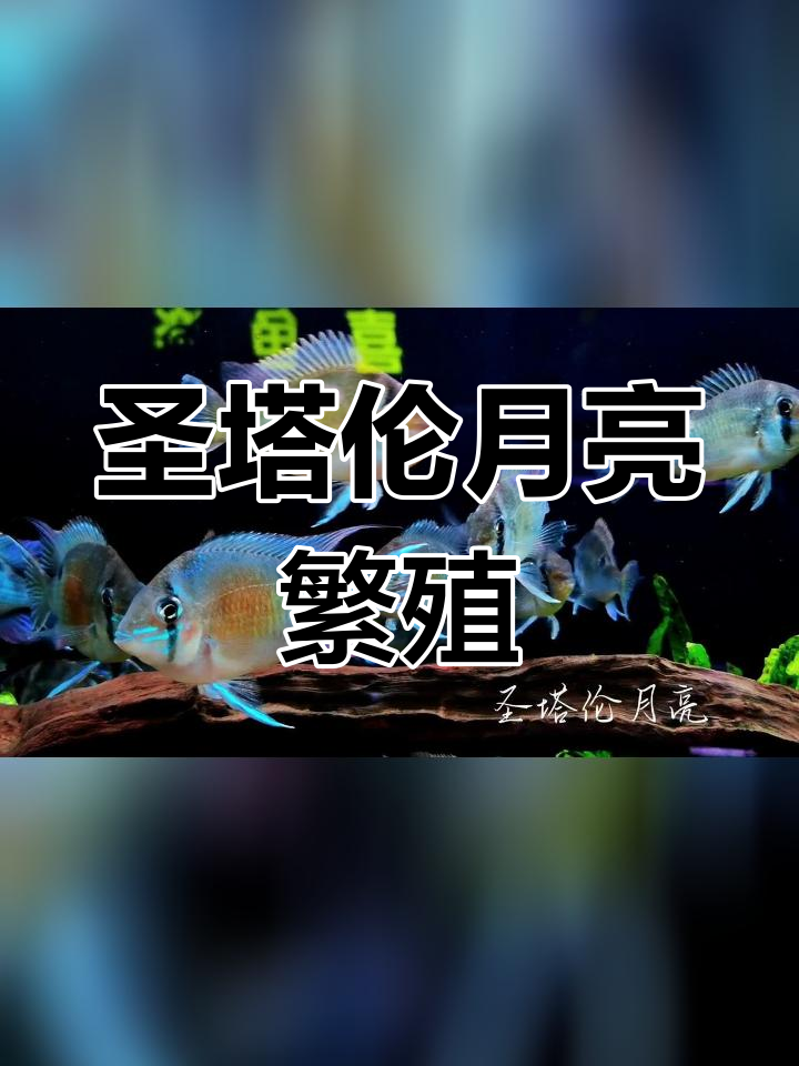 南美缸中的圣塔伦月亮宝石