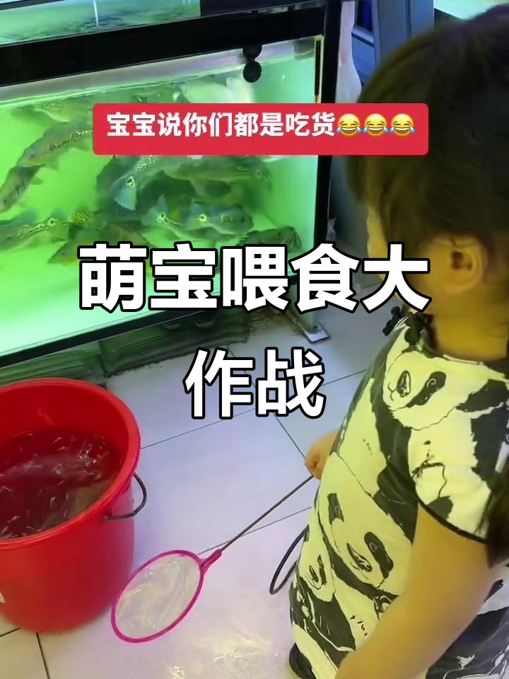 小宝宝喂鱼,吃货们吃得开心
