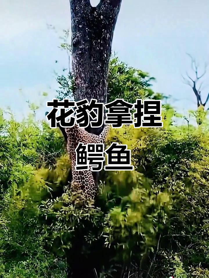 花豹勇斗鳄鱼,竟能制服猛兽!