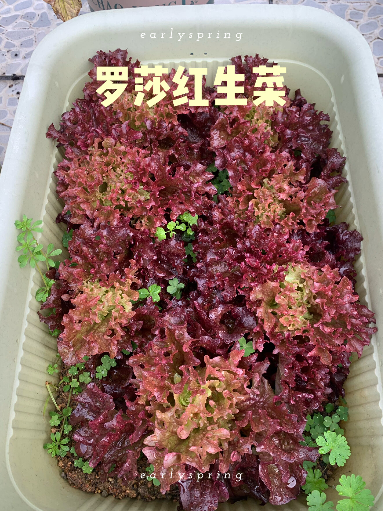 超级简单种植生菜-罗莎红生菜