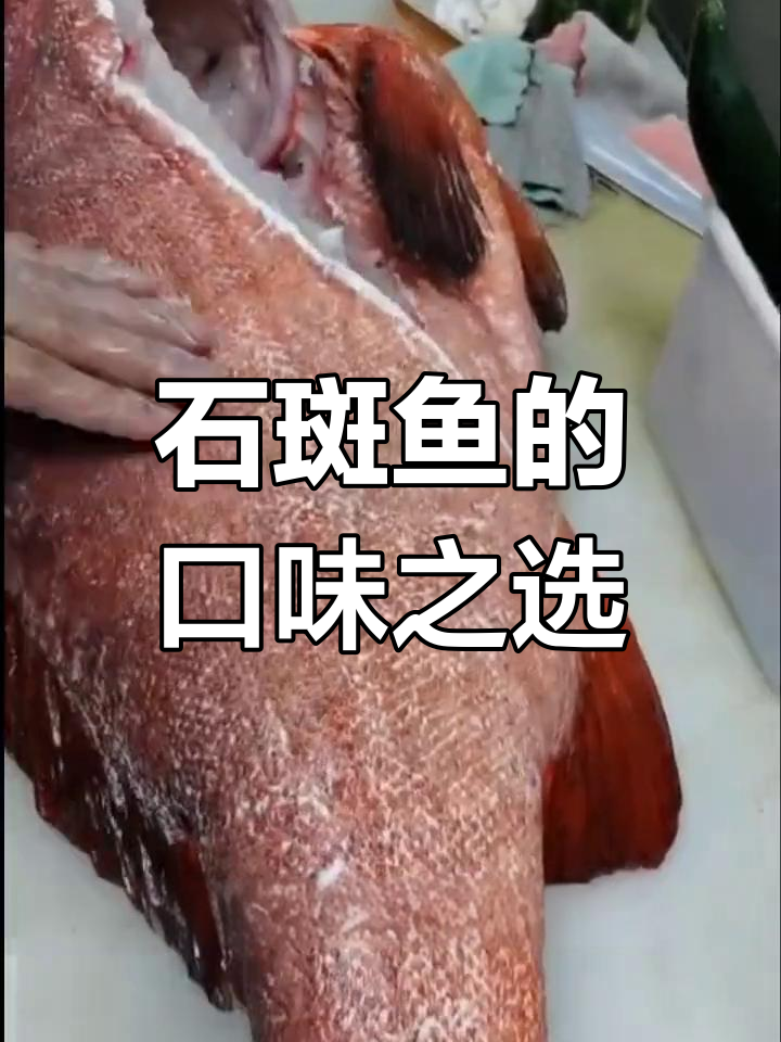 石斑鱼种类繁多,哪种最美味?