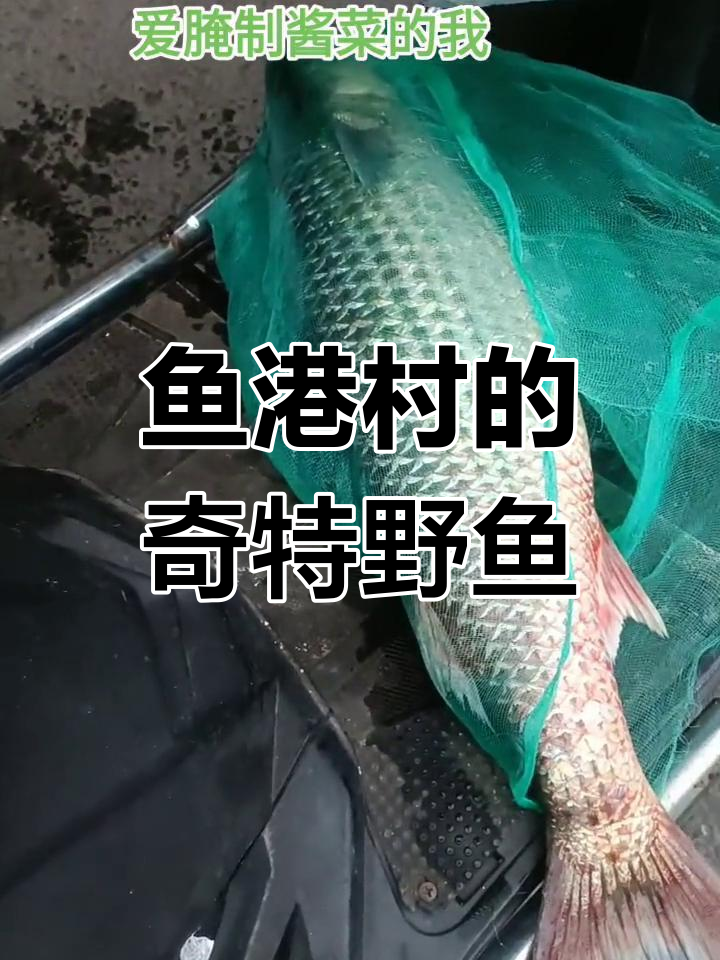 鱼港村神秘野生鱼类大揭秘,名字你猜对了吗?