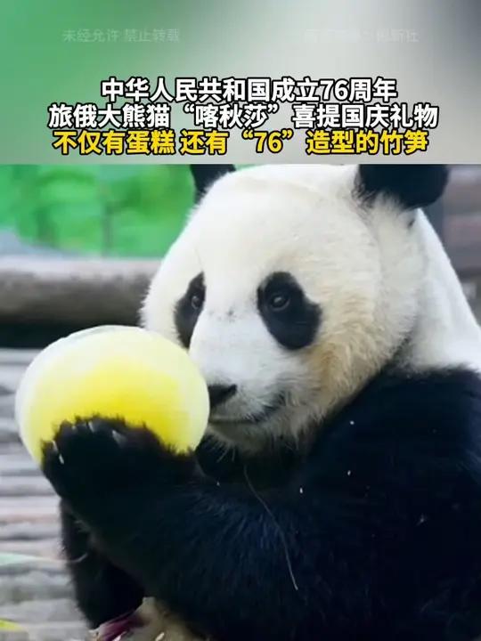 中华人民共和国成立76周年 旅俄大熊猫“喀秋莎”喜提国庆礼物 不仅有蛋糕 还有“76”造型