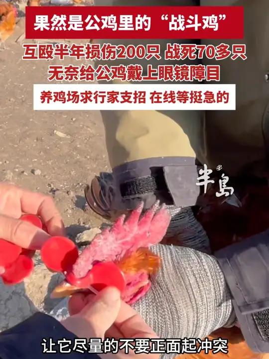 稀奇！青岛这个养鸡场的鸡竟然都戴上了眼镜，原来是一群公鸡里的“战斗鸡”，半年战死70只。（