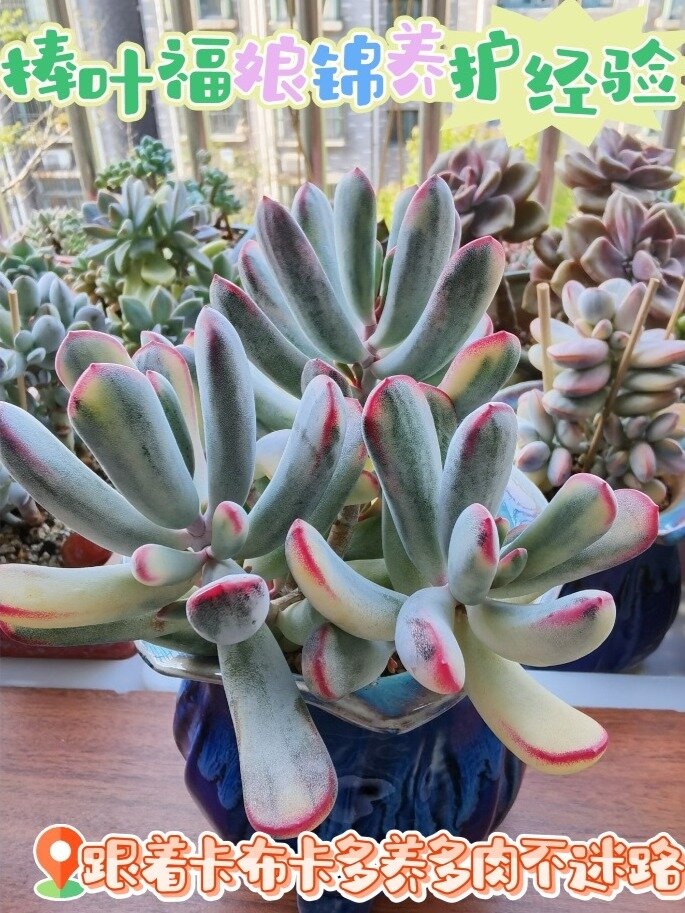 棒叶福娘锦多肉养护经验
