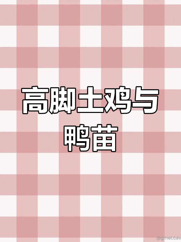 楚雄贵妃鸡苗孵化基地