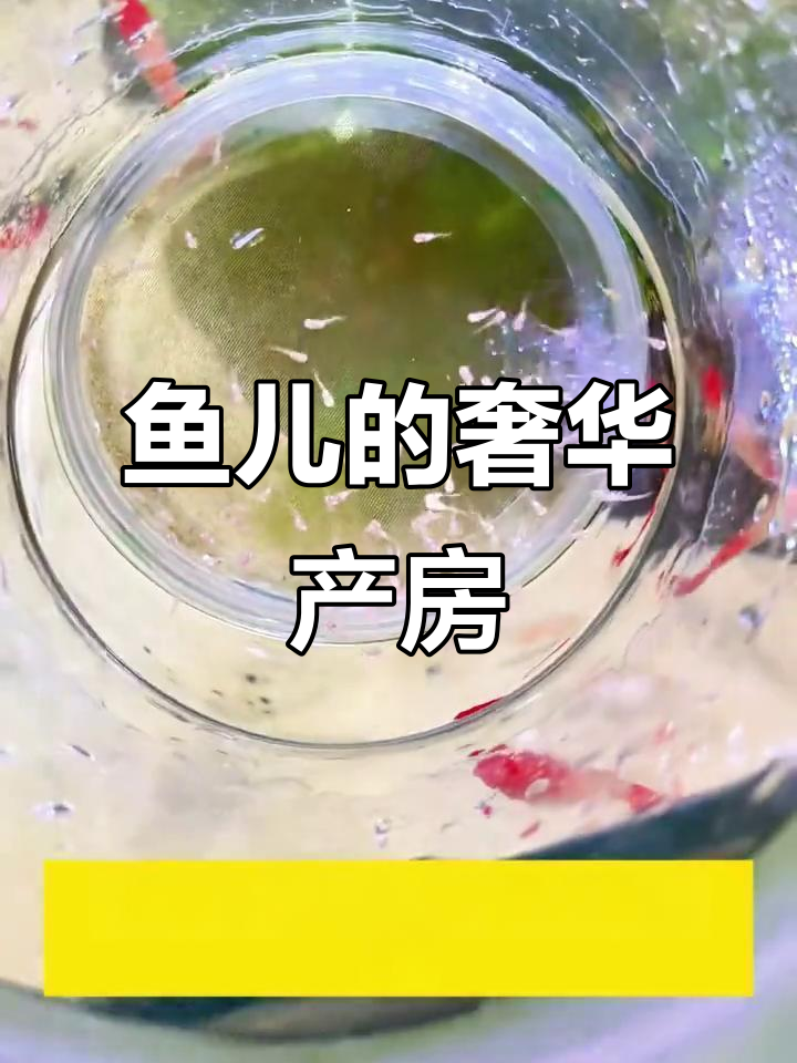 鱼儿也有豪华产房,悬浮设计保护小鱼免受攻击