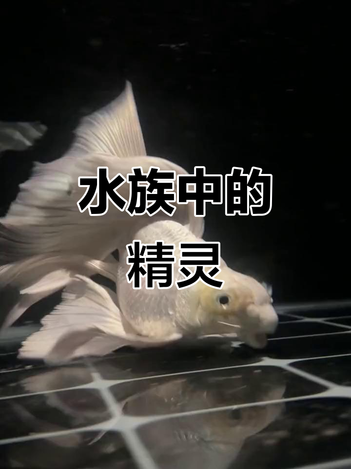 水中仙子:蝴蝶鲤与冷水鱼的美丽邂逅