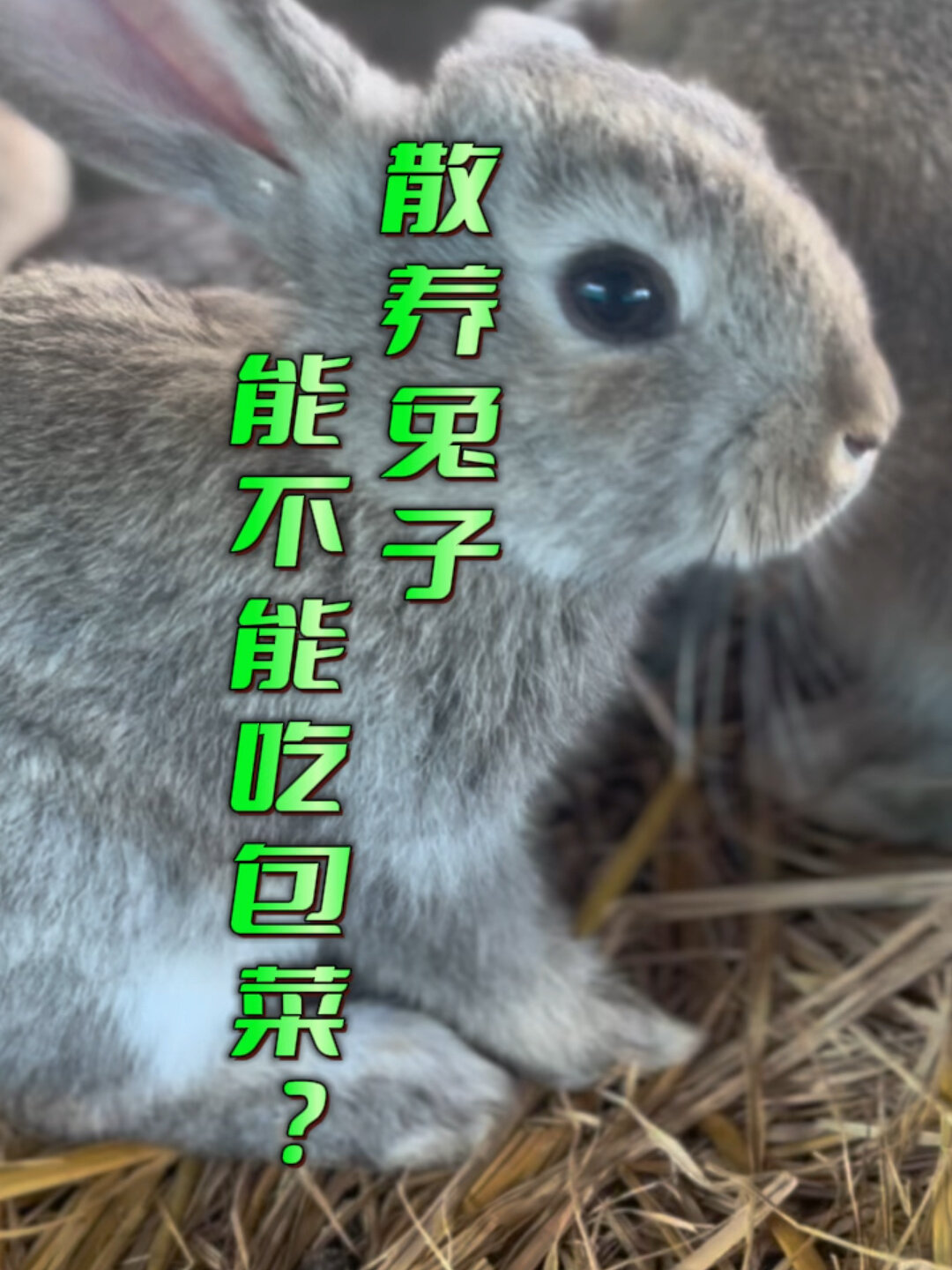 散养兔子能不能吃包菜?