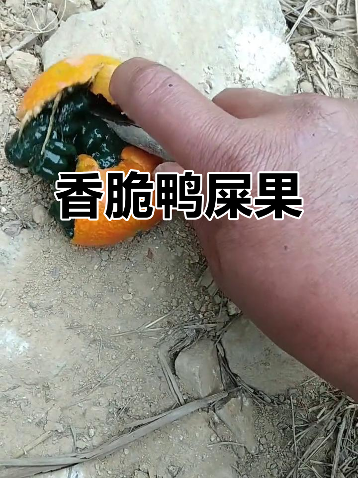 鸭屎果,洗净烘干后香气扑鼻,吃上一口停不下来!
