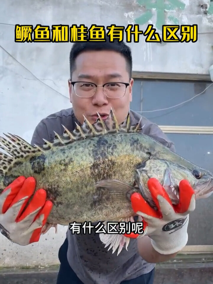 鳜鱼和桂鱼有什么区别?你还傻傻分不清楚吗