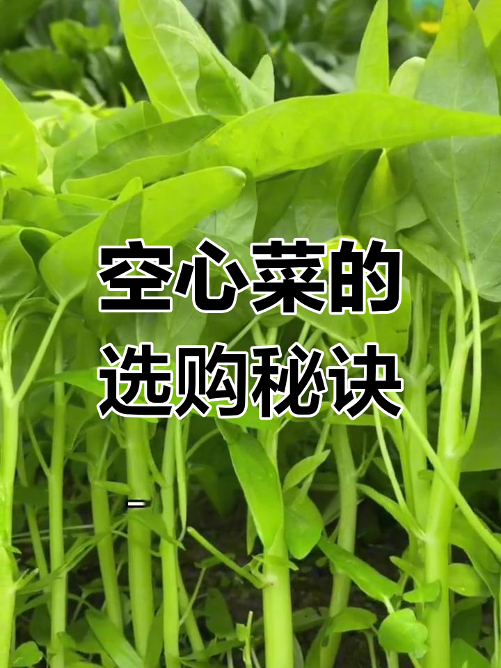 白杆绿杆空心菜,挑选时注意新鲜度与切口状况