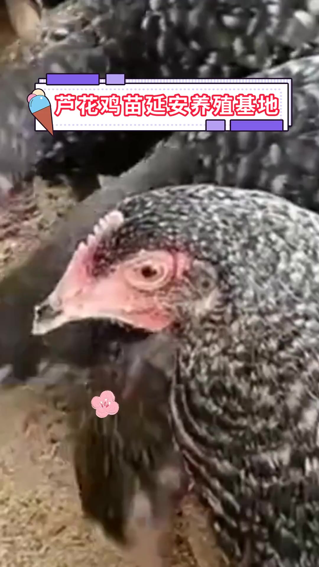 芦花鸡苗延安养殖基地