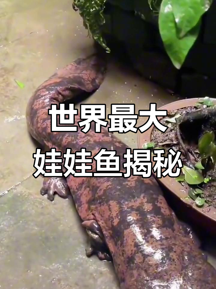 娃娃鱼:世界最大两栖动物,像美甲鳄鱼的致命翻滚