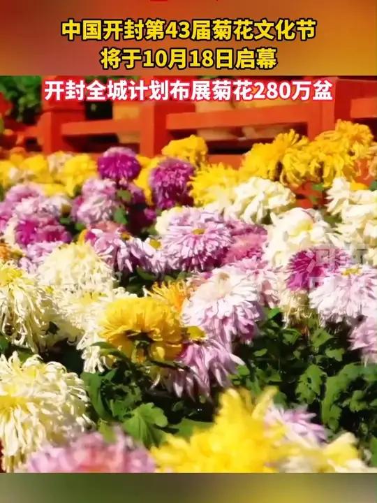 菊花盛宴!中国开封第43届菊花文化节将于10月18日至11月17日在开封市举办,同时承办第
