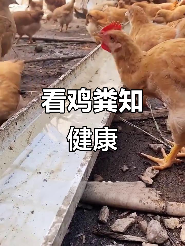 鸡粪颜色能揭示健康问题,学会这些判断技巧