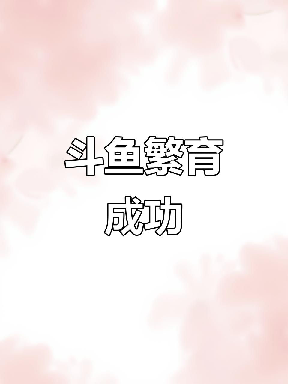 斗鱼成功繁殖,晶体出现标志新生命