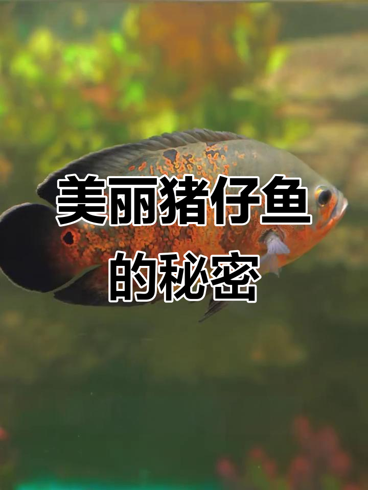 贪吃又美丽的猪仔鱼，身上布满醒目条纹